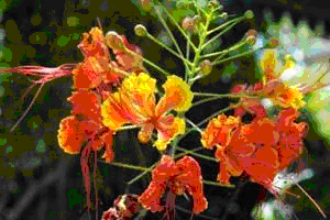 Национальный цветок Барбароса.