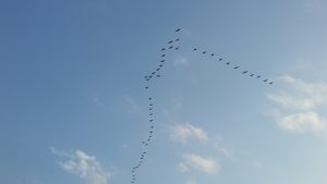 Перелётные птицы в Анталье