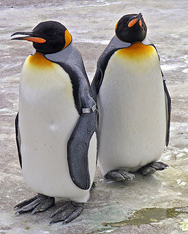 День знаний о пингвинах